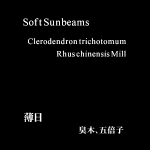 Soft Sunbeams / Hakujitsu