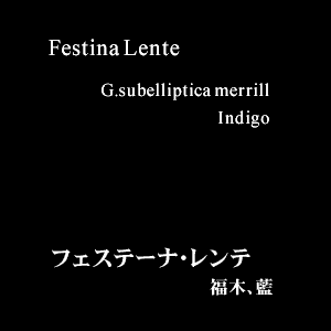 Festina Lente