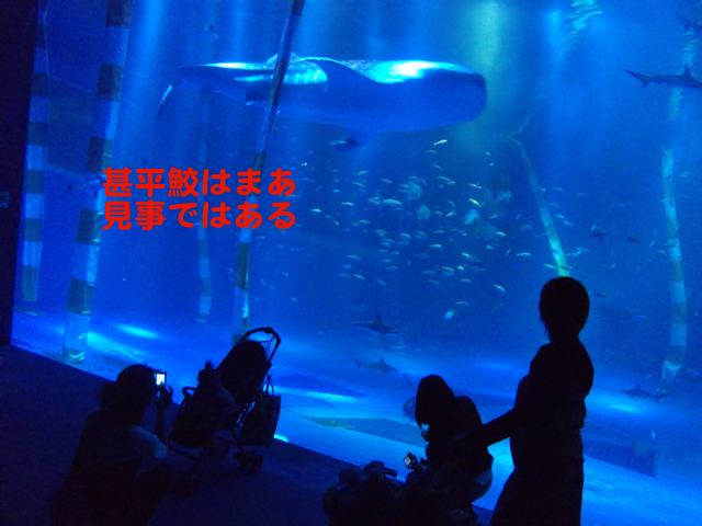 水族館のジンベイザメ