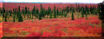 Alaskan Autumn Color for Dual Monitor