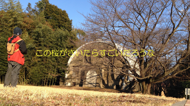 20150119-桜.jpg
